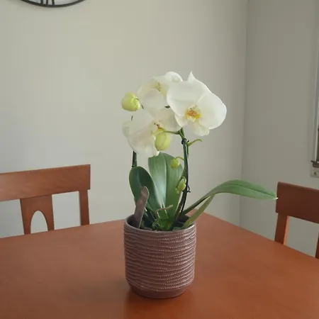 Διαμέρισμα Regis Citra 00855ltn1108